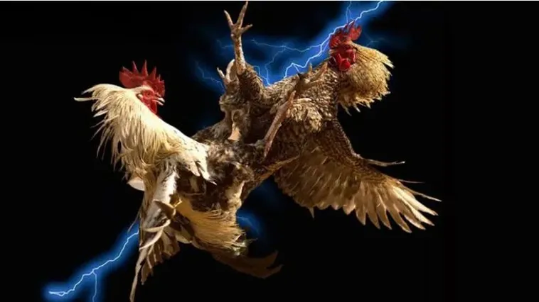 Đá Gà iBET88: Bí Quyết Thắng Lớn Cho Người Chơi Online 1 Đá Gà iBET88: Bí Quyết Thắng Lớn Cho Người Chơi Online